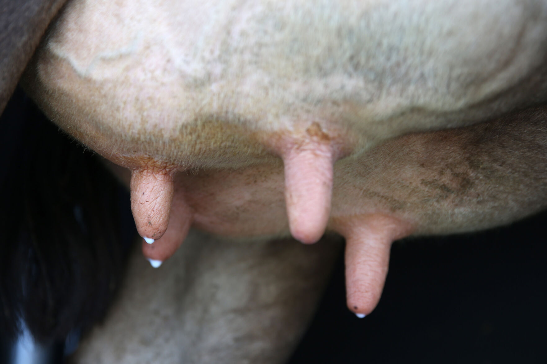 051721-cdp-news-COW224.JPG